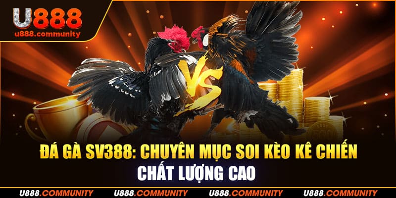 Đá Gà Sv388: Chuyên Mục Soi Kèo Kê Chiến Chất Lượng Cao