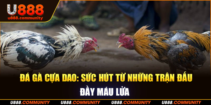 Đá Gà Cựa Dao: Sức Hút Từ Những Trận Đấu Đầy Máu Lửa